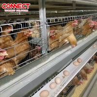 Cages industrielles pour poules pondeuses en batterie pour grand projet avicole Équipement automatique d'élevage de volaille avec système de ponte