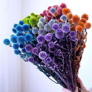 Ramo de Flores de <span class=keywords><strong>Crassula</strong></span> Multicolor Naturales y Preservadas, Arreglo Floral Seco Eterno para Decoración del Hogar y Eventos - Product Image 1