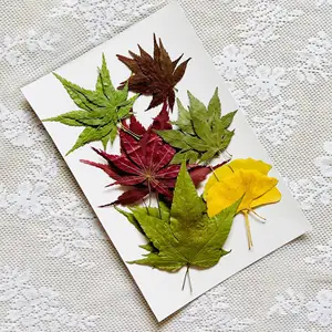 F075 Dried Flower Real Leaves Wholesale Children'S Handmade Materials Stickers Picture Decoration Dried Flower