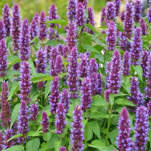 Extracto de <span class=keywords><strong>Agastache</strong></span> Rugosus Puro y Natural al por Mayor, Extracto de Pachulí en Polvo - Product Image 3