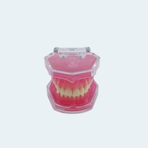 Modelo de encías blandas extraíbles de 28 dientes, producto de higiene bucal multiusos para toda la boca - Product Image 2