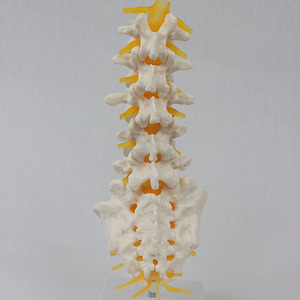 Modelo de enseñanza ortopédica de 5 segmentos de la zona lumbar vertebral, sacro y nervio accesorio II abierto, venta al por mayor del fabricante. - Product Image 2
