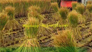 Neue kleine Schilf Reis Weizen Schnitter Harvester/billige Weide Gras Schnitter Binder/begehbare Mais Fenchel Ernte Bündelung maschine
