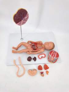 Gelsonlab HSBM-469 nueva ampliación 4 semanas modelo de embrión - Product Image 3