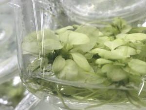 Invitro Planten Anubias Nana Bonte Anubia 'S - Product Image 5