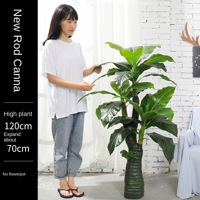 green 1.2 meter new stem banana (without pot)