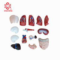 Maniquí de PVC de 26 cm con 15 partes, modelo de torso humano para ciencias médicas, Xincheng XC-203