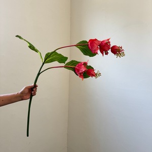 Flor Artificial Colgante de Medinilla <span class=keywords><strong>Magnifica</strong></span> Rosa de 120 cm para Decoración de Bodas y Hogar - Product Image 2