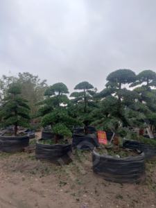 HOKBG – pot de culture robuste en plastique tissé anti-UV, 900 litres, 239 gallons, pour arbre Podocarpus Yew - Product Image 4