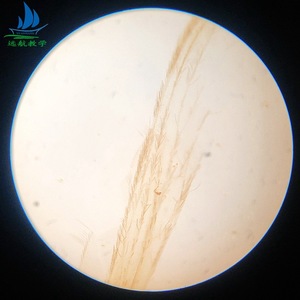 Experimental biological <b>microscope</b> specimen slides, 15 types of biological teaching materials, biological slide specimens - Product Image 1