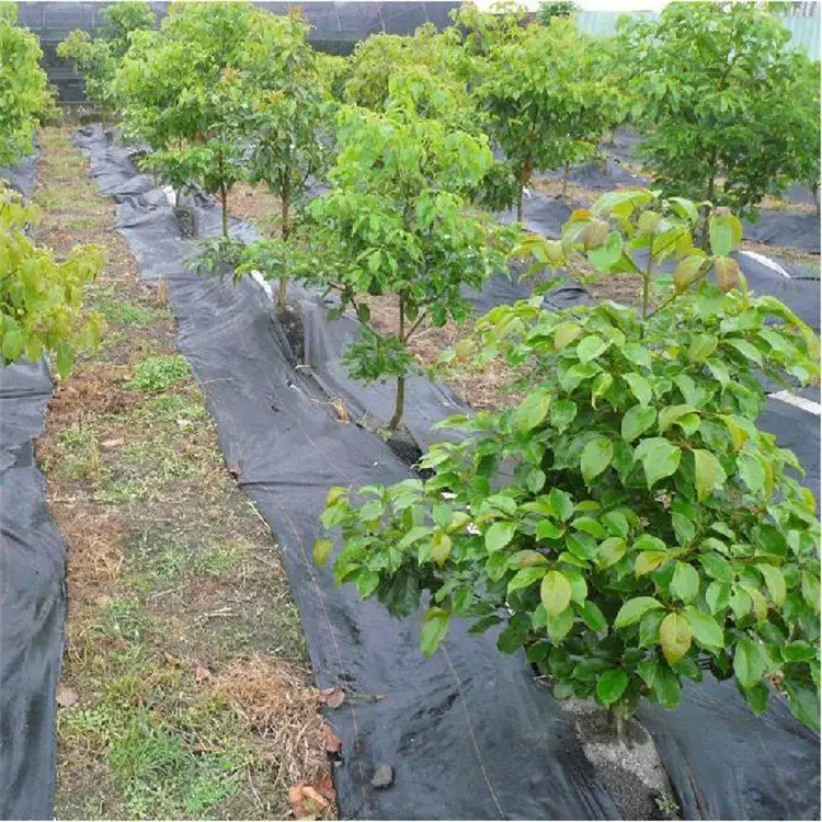 Tessuto da giardino Weedmat barriera di controllo tessuto PP tessuto di plastica strato di pacciamatura paesaggio agricoltura Film di pacciamatura