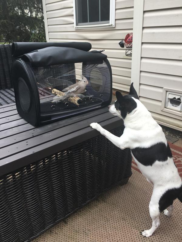 bird carrier bag xtra large