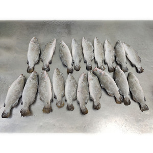 Poisson barramundi congelé frais rond entier avec bon prix Barramundi - Product Image 4