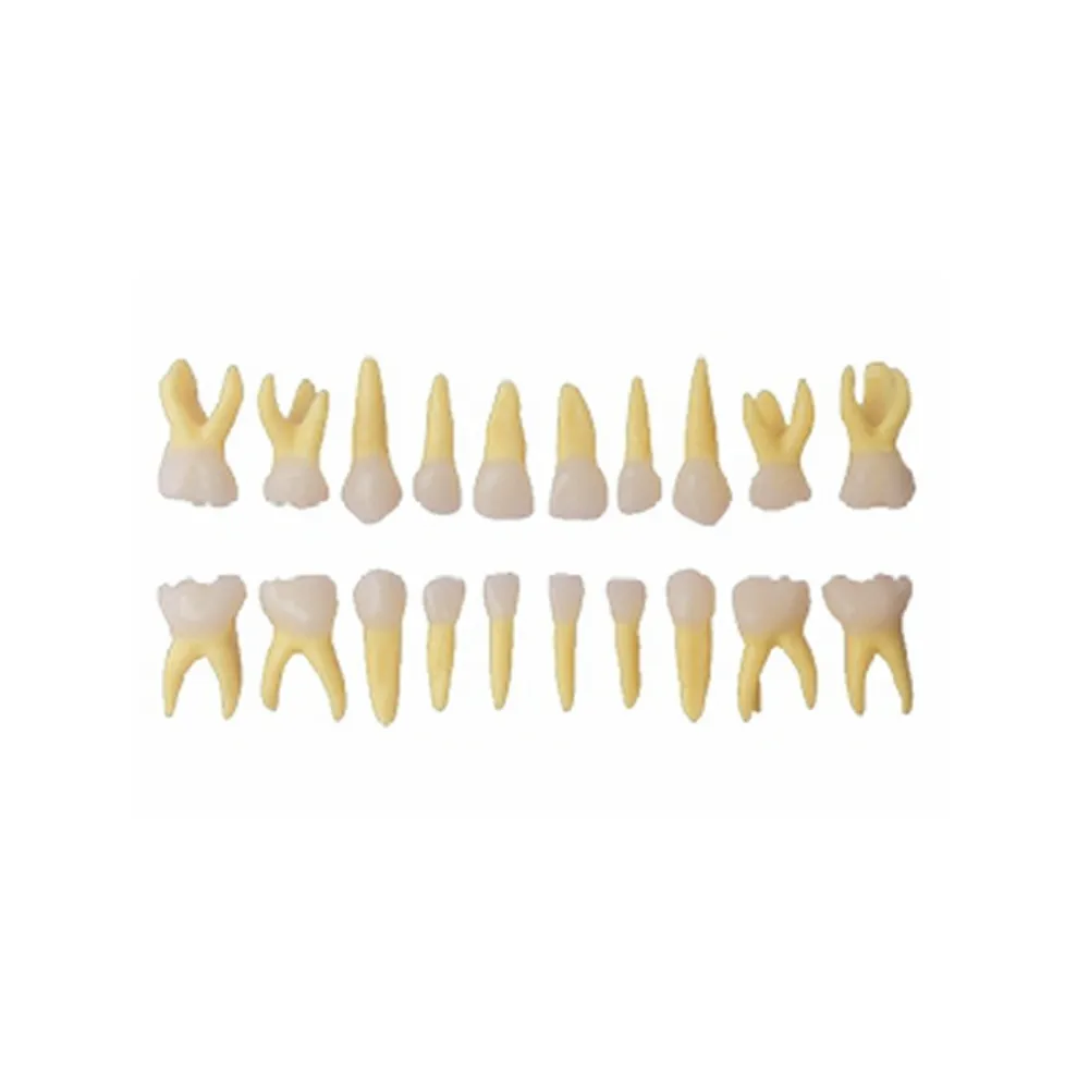 Dental Primary Teeth Model Anatomy Study Model