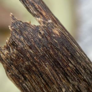 ธูปหอมแบบขดลวดทำด้วยมือของแท้ไม่มีเครื่องจักรส่งตรง - Product Image 4