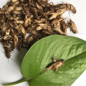 <span class=keywords><strong>Grillons</strong></span> séchés insectes <span class=keywords><strong>comestibles</strong></span> vente en gros de farine pour animaux de compagnie - Product Image 6