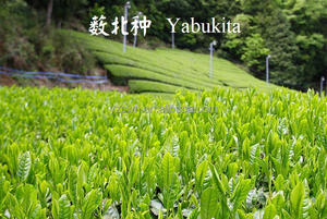 Poudre de thé <span class=keywords><strong>vert</strong></span> instantané bio OEM en vrac, Matcha brûle-graisse amincissant, thé de club haut de gamme de qualité japonaise - Product Image 5