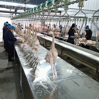 Ligne de production d'abattage de volailles entièrement automatique, machine d'abattage de poulet