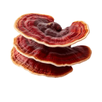 Astrawell, fournisseur en gros d'extrait de champignon Reishi de haute qualité pour les marques de compléments alimentaires
