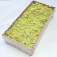 Konservierte Blumen & Pflanzen 500g Quadratische Konservierte Moosbox-Verpackung Natürliche Moos-Pflanzenwand-Dekoration für Muttertag Weihnachten