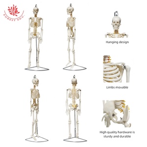 Modelo anatómico 85CM colgante básico hueso blanco puro con raíz nerviosa ciencia médica - Product Image 5