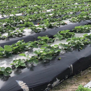 <b>Black</b> and Silver Agricultural Mulch Film <b>Plastic</b> Mulch Layer <b>Sheets</b> Outdoor Use Product - Product Image 1