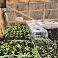 Plateaux de pépinière en plastique, couvercle d'humidité pour plantes