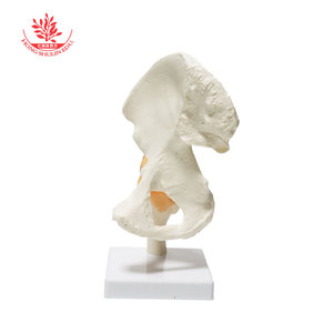 Modèle d'articulation de la hanche humaine FRT028, en PVC, pour la rééducation osseuse et l'enseignement, articulation de la hanche fonctionnelle adulte. - Product Image 3