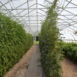 Invernadero de Plástico Multi-span Resistente, Antivaho y de Alta Transparencia para Cultivo de Vegetales y Flores Orgánicas - Product Image 5