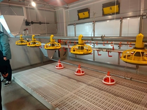 Equipo de Cría de Pollos en Plano, Sistema Automático de Avicultura, Línea de Alimentación y Bebederos para Gallineros - Product Image 4