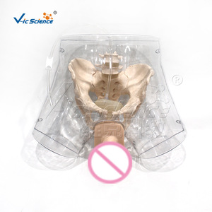 Modèle de cathéter masculin transparent VIC408E, outil pédagogique pour l'éducation sexuelle - Product Image 5