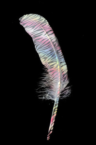 Nhuộm Màu Xanh Lá Cây Lông Ngỗng Cho Nghệ Thuật Thủ Công Mỹ Nghệ Tự Làm Mũ Mũ Tóc Trang Phục Phụ Kiện Lễ Hội Đảng Đám Cưới Nhà Halloween Trang Trí Nội Thất - Product Image 4