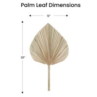 Feuilles de palmier florales séchées traitées naturelles en gros ventilateur sec feuilles de palmier blanchies pour la décoration de fleurs de mariage palmier