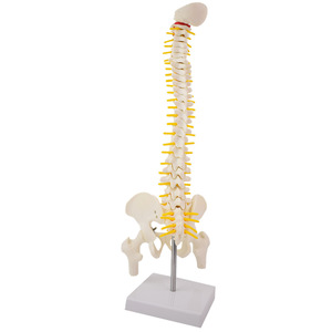 Modelo <span class=keywords><strong>de</strong></span> Espina Dorsal Humana Genuina <span class=keywords><strong>de</strong></span> 50 cm, Flexible, con <span class=keywords><strong>Huesos</strong></span> <span class=keywords><strong>de</strong></span> Pierna y Articulación Pélvica - Product Image 3