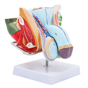 Muestras de simulación para la enseñanza de los órganos reproductores masculinos y el sistema urinario, genitales internos y externos, testículos - Product Image 1