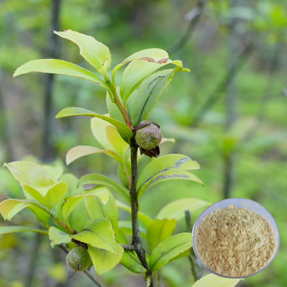 Tea Saponin powder supplier