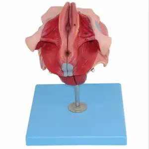 医学人体生殖系统解剖器官模型教学