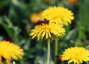 Honghao Cung Cấp Hương Vị Chiết Xuất Bồ Công Anh 4% Flavonoid - Product Image 3