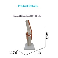 Modèle anatomique de pied articulé grandeur nature Maxcare MAC-YJ65 de haute qualité pour la formation en sciences médicales, fabriqué en PLA
