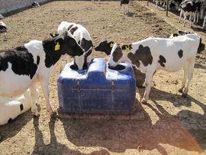 Abreuvoir durable pour équipement d'élevage avec grande capacité et chauffage adapté aux vaches et aux <span class=keywords><strong>moutons</strong></span> - Product Image 5