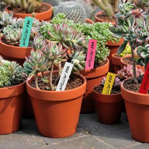 1000 étiquettes de <span class=keywords><strong>plantes</strong></span> en plastique de 4 pouces pour marquesurs de pots de pépinière et de jardin - Product Image 6