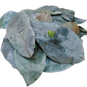 Hojas de guanábana secas. Lugar seco y fresco. Secas y limpias. Eco Green Vietnam. Hojas de guanábana 100% naturales. Ho Chi Minh Vietnam. - Product Image 1