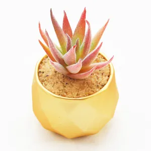 Succulentes artificielles pour pot succulent en forme de dent d'intérieur plante artificielle moderne décorée de fleurs en plastique succulentes