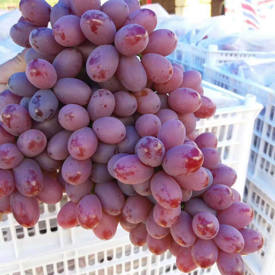 Fresh Green Grapes Organic Seedless Sweet Taste