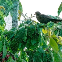 Günstiges UV-Schutznetz für Gemüse, Obst und Bäume gegen Vögel, Insekten und Bienen, Getriebegehäuse-Netz aus schwarzem PP-Material, 5 Jahre Garantie