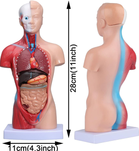 Modelo de Torso Médico del <span class=keywords><strong>Cuerpo</strong></span> <span class=keywords><strong>Humano</strong></span> de 28 cm, <span class=keywords><strong>Muñeco</strong></span> de Anatomía de PVC con 15 Partes Extraíbles, Órganos Educativos para la Enseñanza y el Estudio en el Aula para Estudiantes - Product Image 3