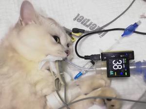 LTSP02V <span class=keywords><strong>Vet</strong></span> tipo Palma veterinaria capnografía etco2 Monitor - Product Image 6