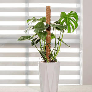 Paquete de 2 Varas de Musgo Ecológicas Flexibles de 28 Pulgadas, Soporte que Retiene la Humedad para Plantas Tropicales de Interior, Uso en el Hogar y Jardín - Product Image 2