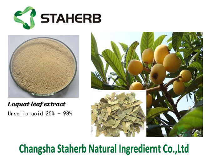 Loquat leaf ursolic acid 50%