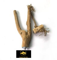 Meilleur prix perroquet en bois de Java perchoir d'oiseau/perchoir en bois de café pour perroquets en gros fabriqué du Vietnam HOANGLINH SG Kimy + 84938616690
